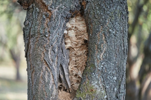 un nid de frelons dans un tronc d'arbre