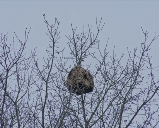 Un nid de frelons asiatiques dans un arbre à Bordeaux